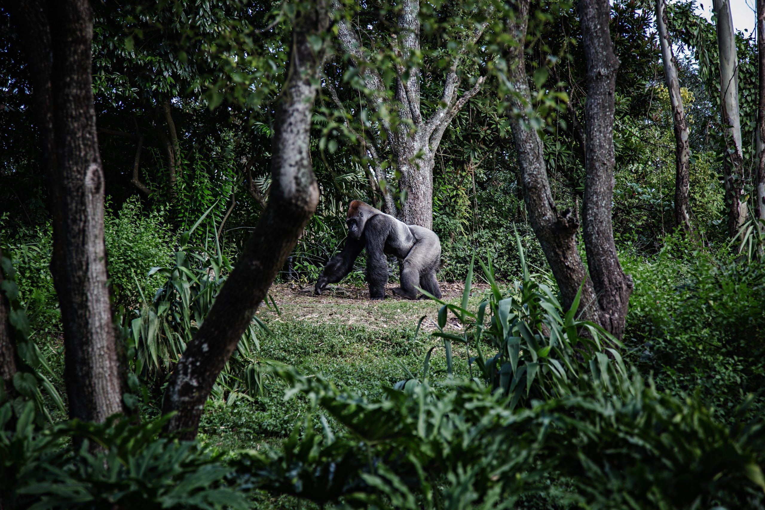 gorilla trek
