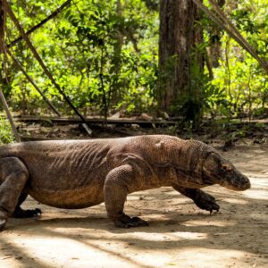 Komodo Dragons & East Timor