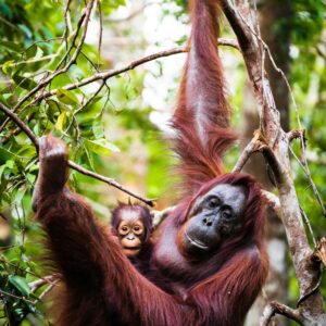 Borneo & Brunei - Royal Orangutans